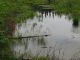 RC-Living-Turtle in wetland, Ross Twp., Renfrew County