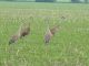 RC-Bird-Sandhill Cranes in Admaston Twp., Renfrew County