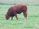 R-living-Bull grazing in Ross Township, Renfrew Co., Ontario