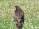 RC-Birds - Turkey Vulture